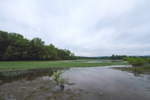 Water Chestnut, Lincoln Park Gravel Pits,  July 13, 2014 (photo by J. Klizas)