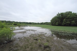 Water Chestnut, Lincoln Park Gravel Pits,  July 13, 2014 (photo by J. Klizas)