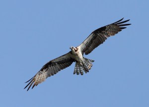 Osprey at Fish Tract, Florham Park, NJ,  July 7, 2014 (photo by Jonathan Klizas)
