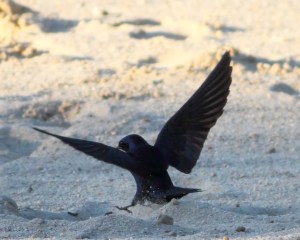 Purple Martin, Lewis Morris Park, NJ, July 5, 2014 (photo by J. Klizas)
