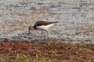Solitary Sandpiper, Negri-Nepote Grasslands, NJ, July 10, 2014 (photo by Jonathan Klizas)