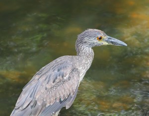 Yellow-crowned Night-Heron, Parsippany, NJ, July 3, 2014 (photo by Jonathan Klizas)