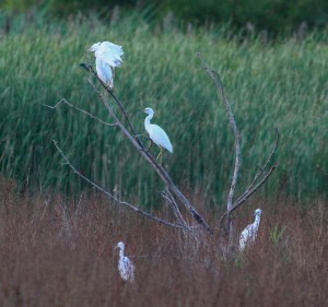 5 Little Blue Herons, Melanie Lane, Hanover Twp., NJ, Aug. 13, 2014 (photo by J. Klizas)
