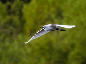 Little Blue Heron, Melanie Lane, Hanover, NJ, Aug. 11, 2014 (Photo by Chuck Hantis)