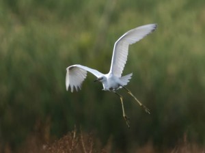 Little Blue Heron, Melanie Lane, Hanover, NJ, Aug. 11, 2014 (Photo by Chuck Hantis)