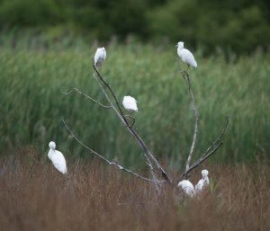 Little Blue Herons, Melanie Lane, Hanover Twp., NJ, Aug. 15, 2014 (photo by Chuck Hantis)
