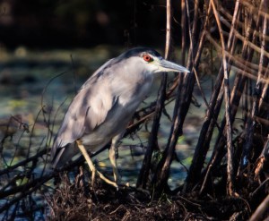 Black-crowned Night-Heron, Melanie Lane, Hanover Twp., NJ, Aug. 17, 2014 (photo by Chuck Hantis)