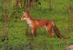 Red Fox, Hanover Twp., NJ, Aug. 20, 2014 (photo by J. Klizas)