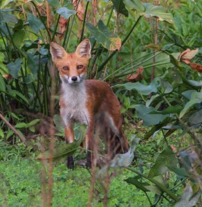 Red Fox, Hanover Twp., NJ, Aug. 20, 2014 (photo by J. Klizas)