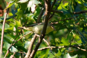Philadelphia Vireo, Glenhurst Meadows, NJ, Aug. 26, 2014 (photo by Robert Gallucci)