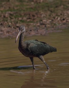Glossy Ibis, Finderne Wetlands, NJ, Aug. 19, 2014 (photo by Jonathan Klizas)