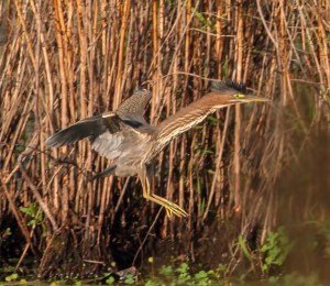 Green Heron, Hanover Twp., NJ, Aug. 24, 2014 (photo by J. Klizas)