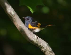 American Redstart, Griggstown Grasslands, NJ, Aug. 15, 2015 (photo by Chris Duffek)