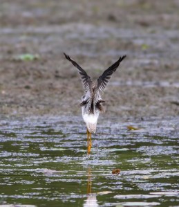 Lesser Yellowlegs en pointe, Lincoln Park, NJ, Aug. 24, 2014 (photo by Jonathan Klizas)
