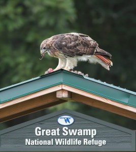Red-tailed Hawk, Great Swamp NWR, NJ, Aug. 23, 2014 (photo by Jonathan Klizas)
