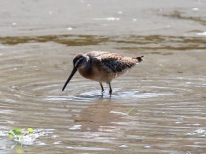 Short-billed Dowitcher, Glenhurst Meadows, NJ, Aug. 27, 2014 (photo by Jim Mulvey)