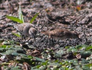 Semipalmated and Least Sandpipers, Lincoln Park, NJ, Aug. 28, 2014 (photo by Jonathan Klizas)