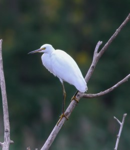 Snowy Egret, Melanie Lane, Hanover Twp., NJ, Aug. 13, 2014 (photo by Jonathan Klizas)