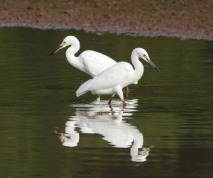 Snowy Egrets, Finderne Wetlands, NJ, Aug. 20, 2014 (photo by Jonathan Klizas)