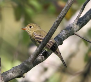 Yellow-bellied Flycatcher, Timberbrook Lake, Rockaway Twp., NJ, Aug. 26, 2014 (photo by Jonathan Klizas)