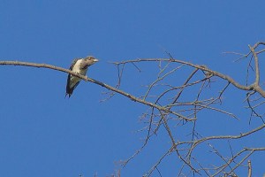 Red-headed Woodpecker, Glenhurst Meadows, NJ, Aug. 29, 2014 (photo by Mike Newlon)