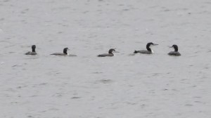 Common Loons, Boonton Reservoir, NJ, Sep. 25, 2014 (photo by Jonathan Klizas)