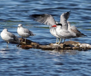 Caspian Tern, Lake Musconetcong, NJ, Sep. 12, 2014 (photo by Jonathan Klizas)