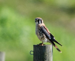 American Kestrel, Hanover Twp., NJ, Sep. 7, 2014 (photo by Chuck Hantis)