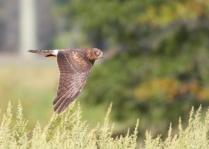 Northern Harrier, Troy Meadows, NJ, Sep. 17, 2014 (photo by Jonathan Klizas)