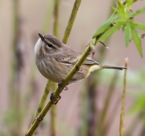 Palm Warbler (Western spp) at South Branch Preserve, Mt. Olive Twp., NJ, Sep. 21, 2014 (photo by J. Klizas)