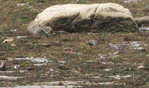 3 Pectoral Sandpipers and 1 Least Sandpiper, Boonton Reservoir, NJ, Sep. 6, 2014 (photo by J. Klizas)