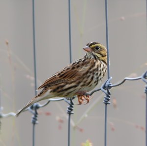 Savannah Sparrow, South Branch Preserve, Mt. Olive Twp., NJ, Sep. 21, 2014 (photo by J. Klizas)