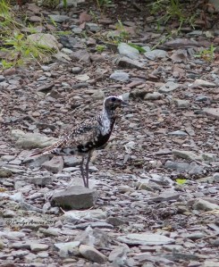 American Golden-Plover, Montgomery Twp., NJ, Aug. 31, 2014 (photo by Carolyn Arnesen)
