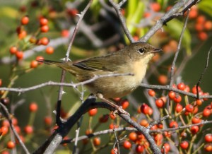 A pale Common Yellowthroat, Troy Meadows, NJ, Oct. 5, 2014 (photo by Jonathan Klizas)