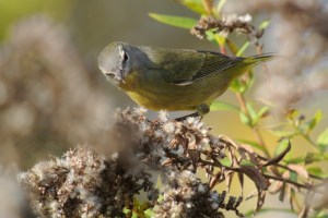 Orange-crowned Warbler, Glenhurst Meadows, NJ, Oct. 28, 2014 (photo by Joe Pescatore)