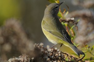 Orange-crowned Warbler, Glenhurst Meadows, NJ, Oct. 28, 2014 (photo by Joe Pescatore)