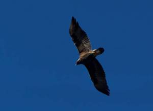 Golden Eagle, Chimney Rock, NJ, Oct. 27, 2014 (photo by Jim Gilbert)