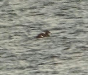 White-winged Scoter, Boonton Reservoir, Oct. 3, 2014 (photo by Julie Buechner)
