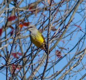 Western Kingbird, Lord Stirling Park, NJ, Oct. 25, 2014 (photo by Michael Zielinski)
