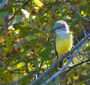 Western Kingbird, Lord Stirling Park, NJ, Oct. 25, 2014 (photo by Michael Zielinski)