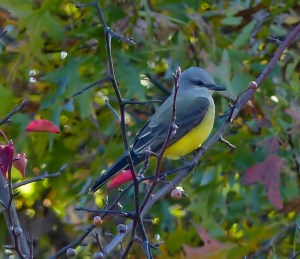 Western Kingbird, Lord Stirling Park, NJ, Oct. 25, 2014 (photo by Michael Zielinski)