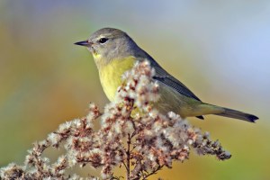 Orange-crowned Warbler, Glenhurst Meadows, NJ, Oct. 28, 2014 (photo by Joe Pescatore)