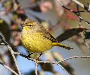 Palm Warbler, Troy Meadows, NJ, Oct. 5, 2014 (photo by Jonathan Klizas)