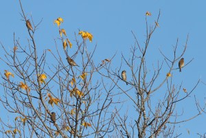 Purple Finches, Troy Meadows, NJ, Oct. 26, 2014 (photo by Jonathan Klizas)
