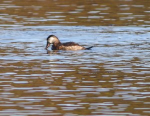 One of 500+ Ruddy Ducks at Mt. Hope Lake, NJ, Oct. 27, 2014 (photo by Jonathan Klizas)