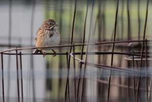 Vesper Sparrow, Glenhurst Meadows, NJ, Oct. 10, 2014 (photo by Jeff Ellerbusch)