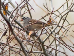White-crowned Sparrow, Troy Meadows, NJ, Oct. 18, 2014 (photo by Jonathan Klizas)