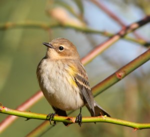 Yellow-rumped Warbler, Troy Meadows, NJ, Oct. 5, 2014 (photo by Jonathan Klizas)