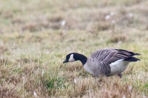 Cackling Goose, Lord Stirling Park, NJ, Nov. 12, 2014 (photo by Mike  Newlon)