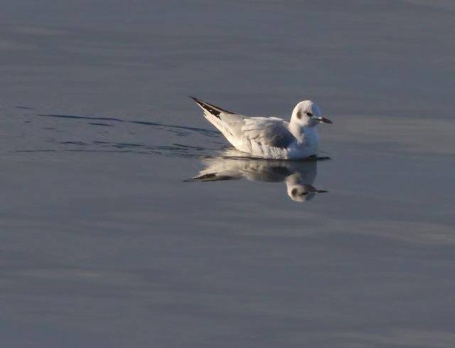 Bonaparte's Gull, Lk. Hopatcong, NJ, Nov. 29, 2014 (photo by Jonathan Klizas)